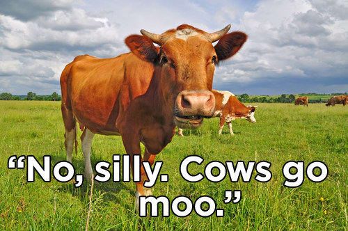 cows go moo